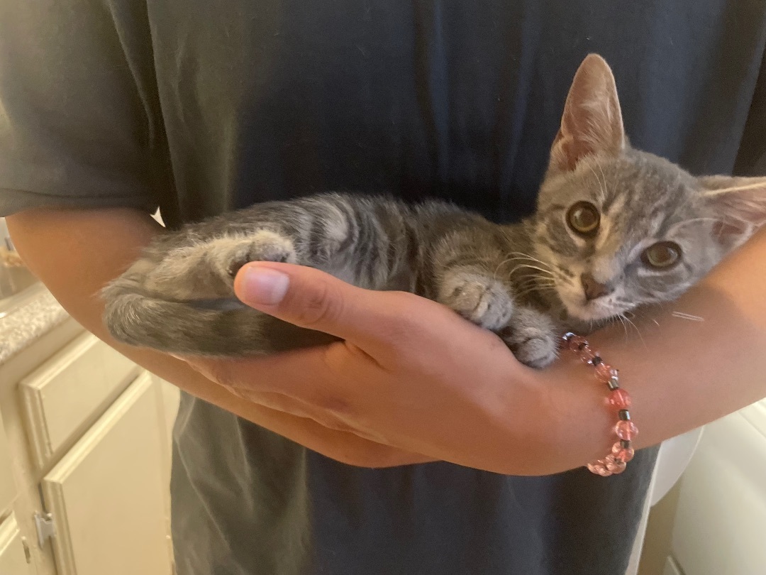 Baker, Adopted, Kitten Male Domestic Short Hair & Russian Blue.