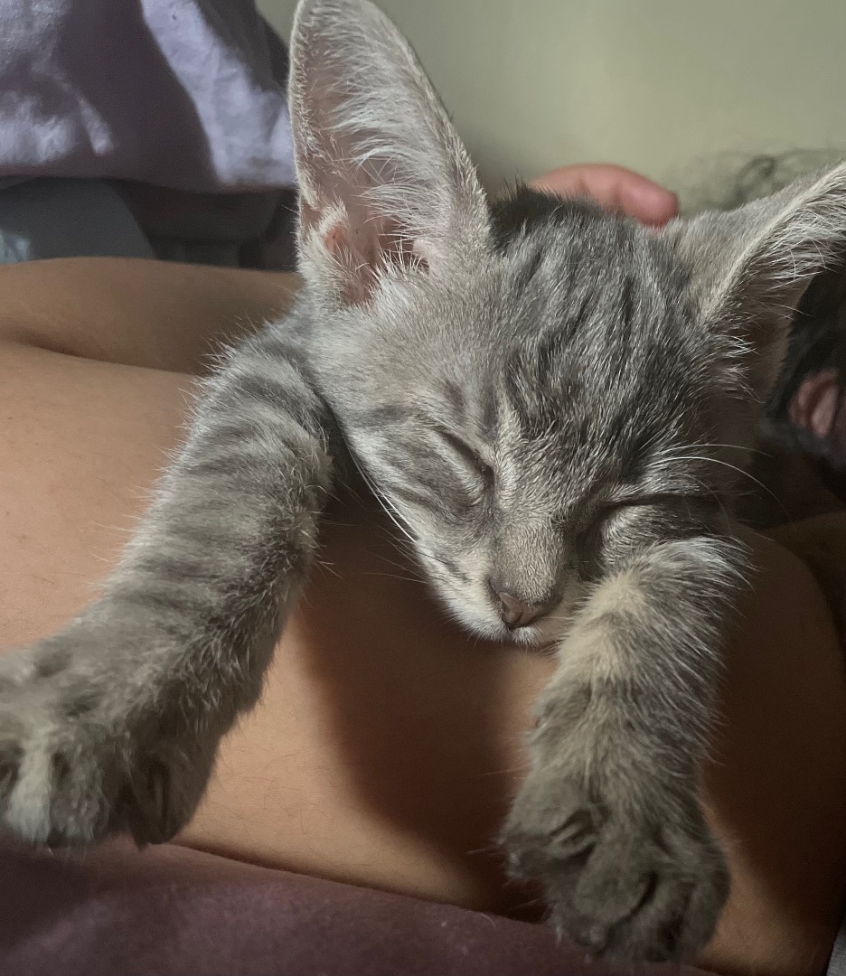 Baker, a Adopted mixed breed in Costa Mesa, CA image 2/4