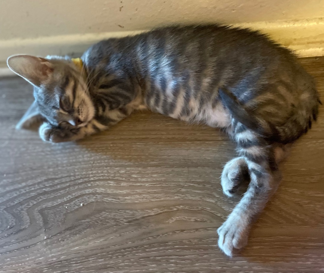 Baker, a Adopted mixed breed in Costa Mesa, CA image 3/4