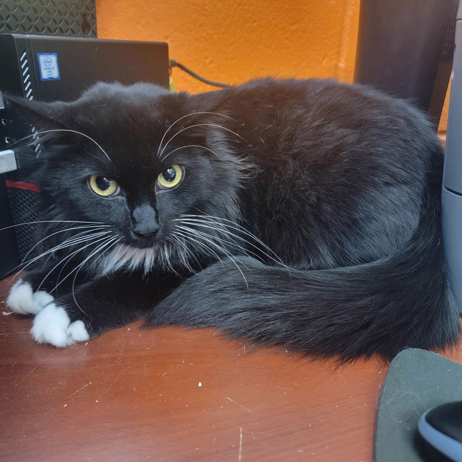 Enlarge Stevie, a Adoptable Domestic Short Hair in Orangeburg, SC image 2/3