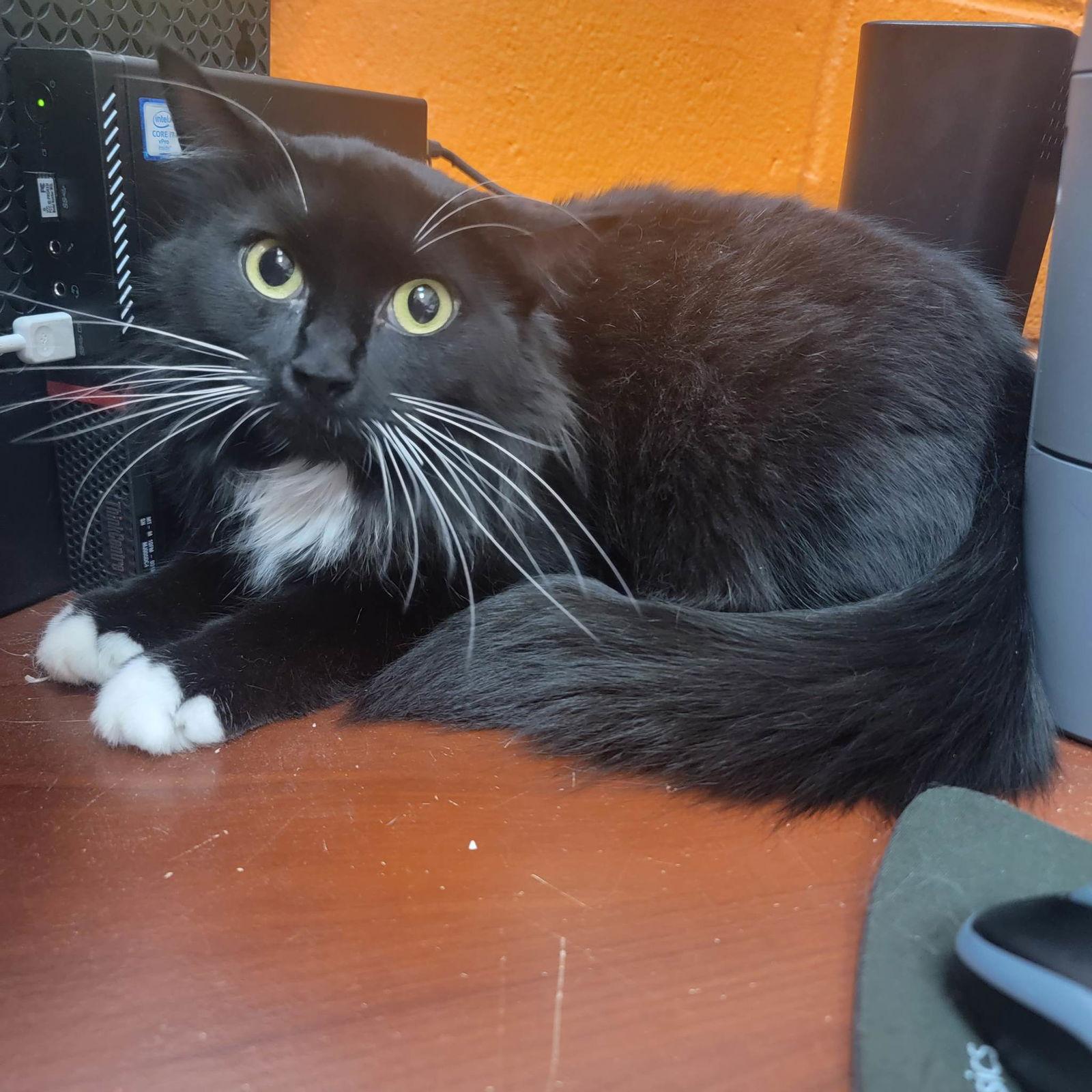 Enlarge Stevie, a Adoptable Domestic Short Hair in Orangeburg, SC image 3/3