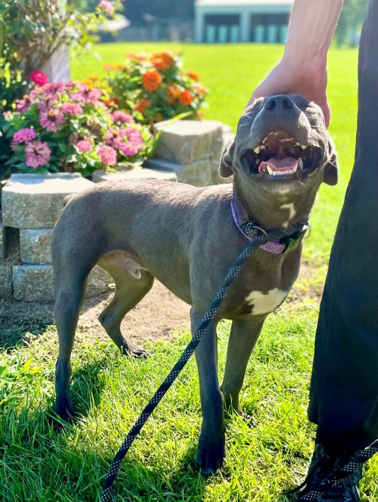 Smokey, Adoptable, Young Male Mixed Breed.