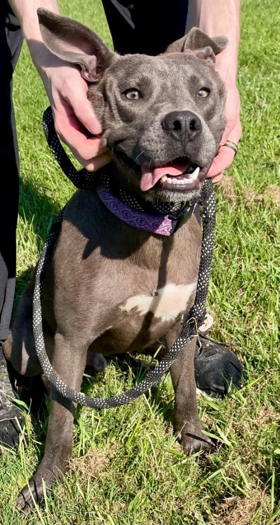 Smokey, a Adoptable mixed breed in Saint Francisville, LA image 2/6