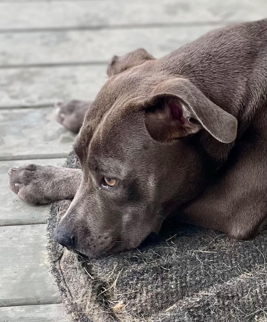 Smokey, a Adoptable mixed breed in Saint Francisville, LA image 3/6