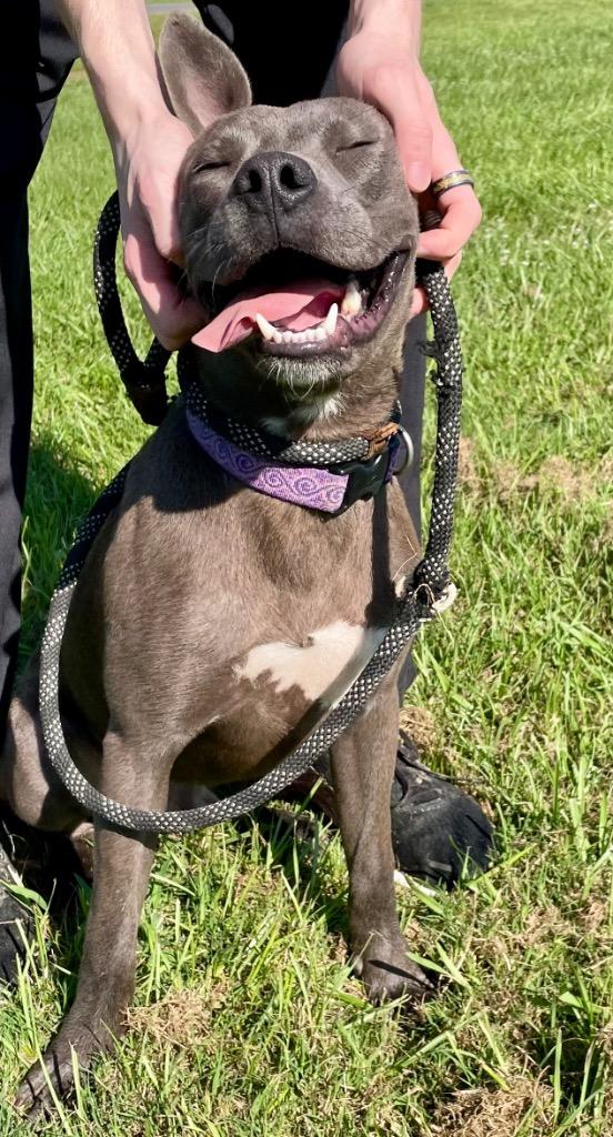 Smokey, a Adoptable mixed breed in Saint Francisville, LA image 4/6