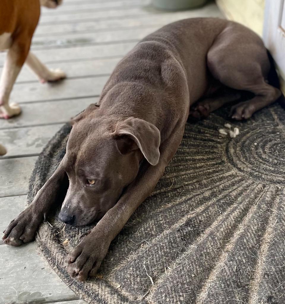 Smokey, a Adoptable mixed breed in Saint Francisville, LA image 5/6