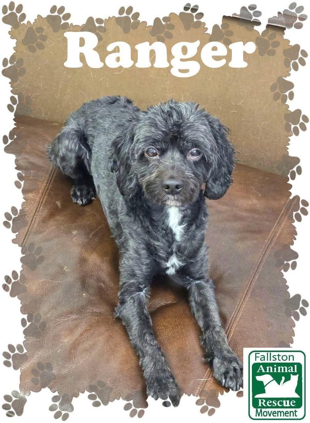 Enlarge Ranger, a ADOPTABLE mixed breed in Bel Air, MD image 1/1