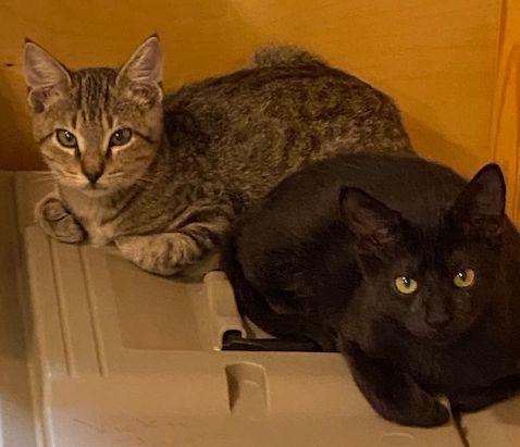Enlarge Joe, a Adoptable Domestic Short Hair in Lafayette, LA image 4/6