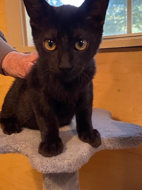 Enlarge Joe, a Adoptable Domestic Short Hair in Lafayette, LA image 2/6