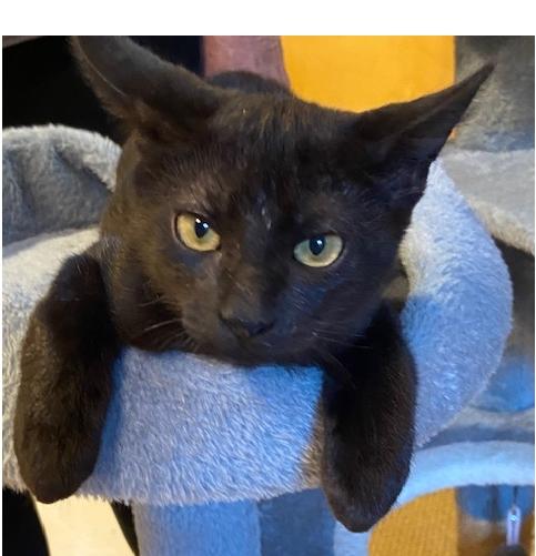 Joe, Adoptable, Kitten Male Domestic Short Hair.