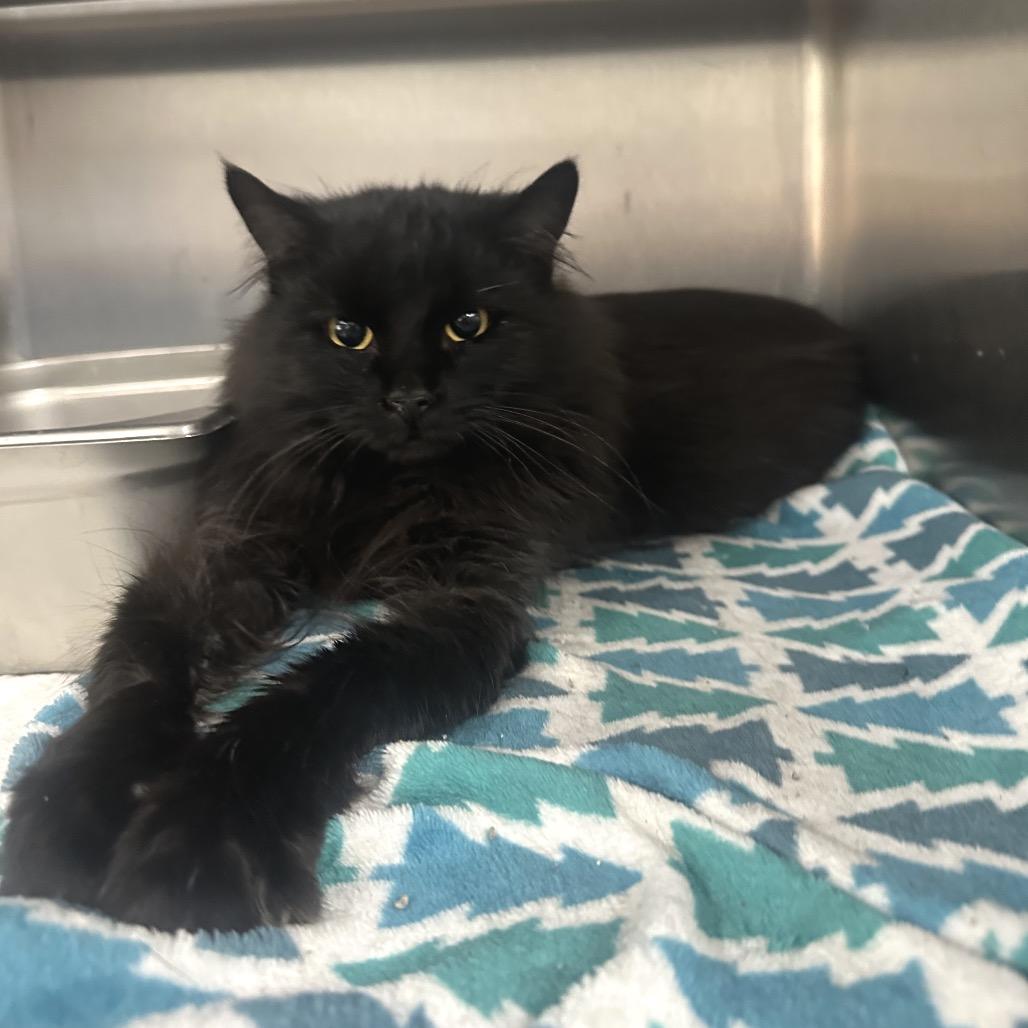 Enlarge Marv, a Adoptable Domestic Long Hair in Canton, IL image 1/6