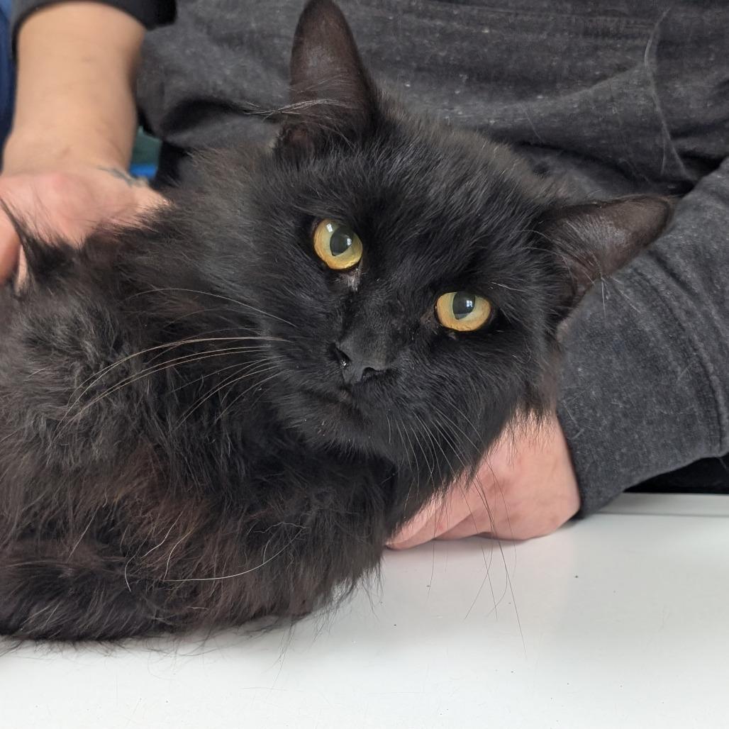 Enlarge Marv, a Adoptable Domestic Long Hair in Canton, IL image 2/6