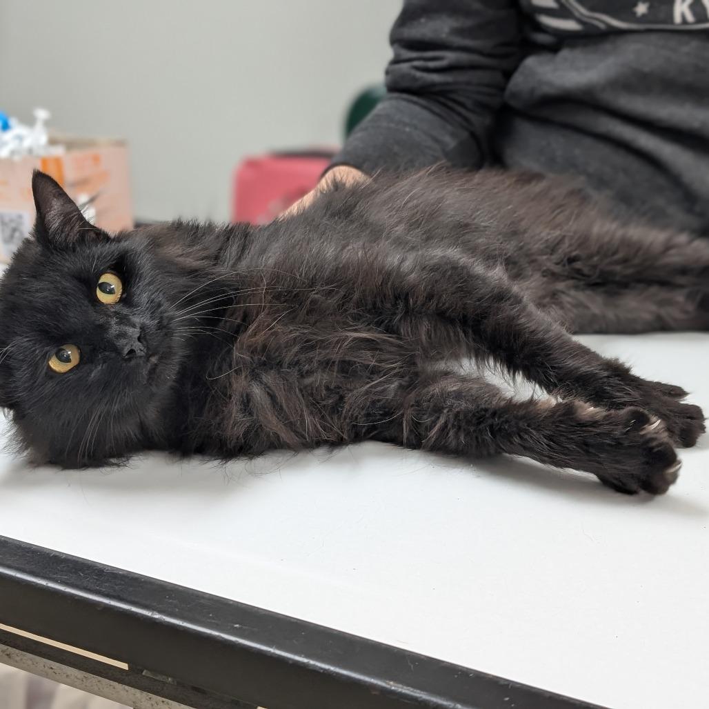 Enlarge Marv, a Adoptable Domestic Long Hair in Canton, IL image 3/6