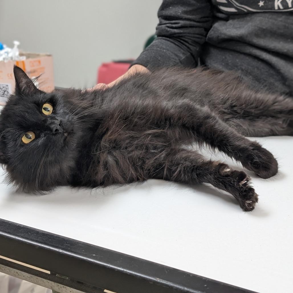 Enlarge Marv, a Adoptable Domestic Long Hair in Canton, IL image 4/6