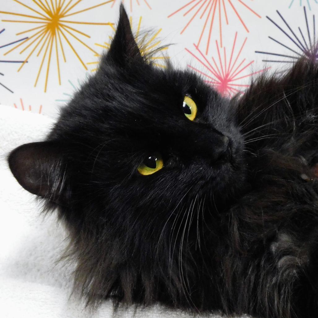 Enlarge Marv, a Adoptable Domestic Long Hair in Canton, IL image 5/6