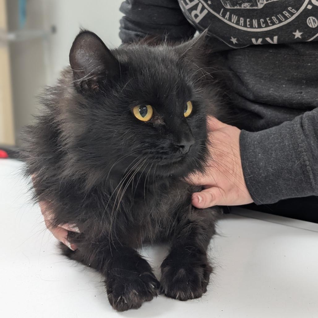 Enlarge Marv, a Adoptable Domestic Long Hair in Canton, IL image 6/6