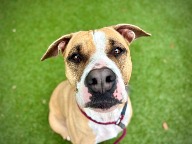 Enlarge DOROTHY, a Adoptable mixed breed in Orlando, FL image 1/1