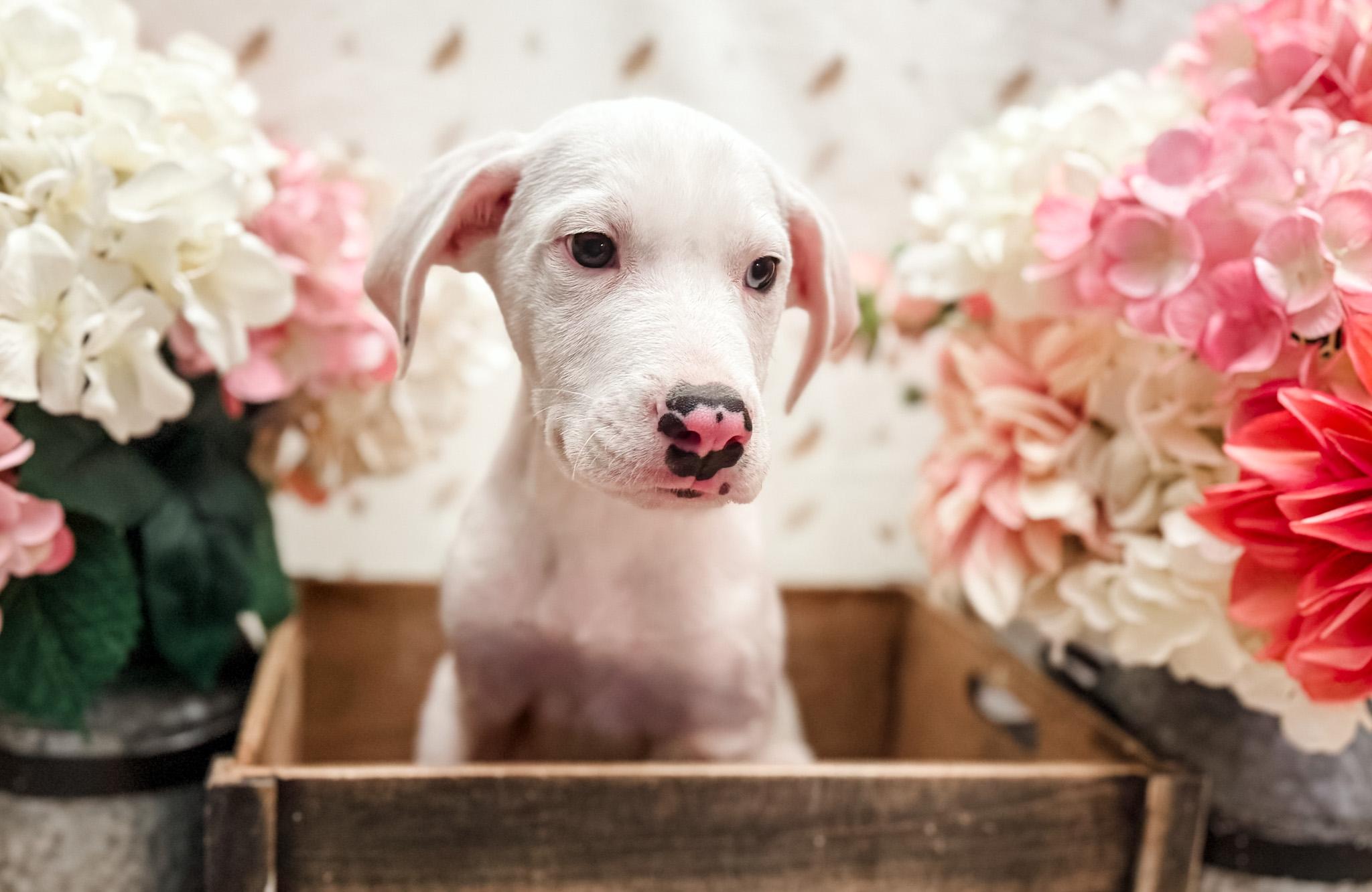 Arlo, Adoptable, Puppy Male English Pointer & Great Dane.