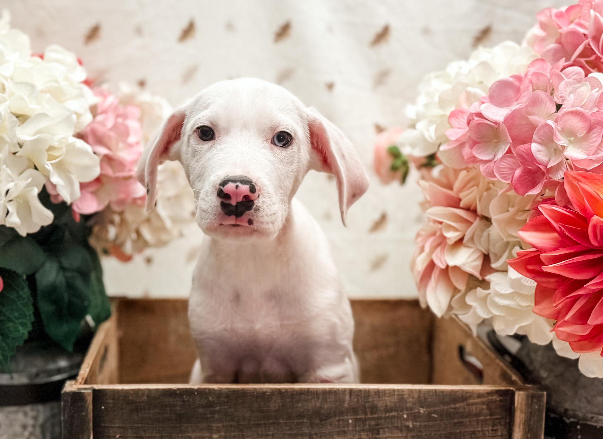 Enlarge Arlo, a Adoptable mixed breed in Newberg, OR image 2/2