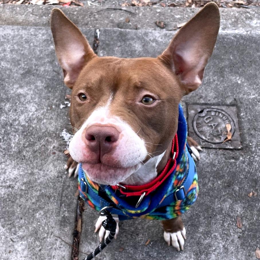 Enlarge Reese, a Adoptable Mixed Breed in Philadelphia, PA image 1/5