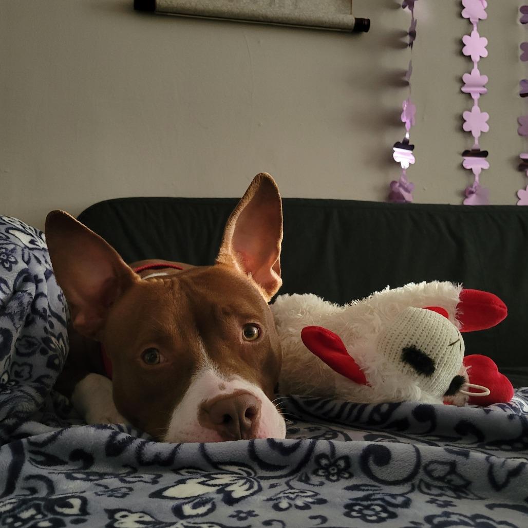 Enlarge Reese, a Adoptable Mixed Breed in Philadelphia, PA image 2/5