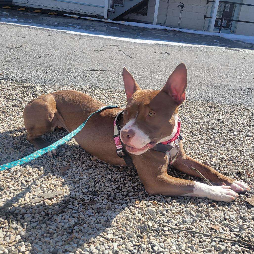 Enlarge Reese, a Adoptable Mixed Breed in Philadelphia, PA image 3/5