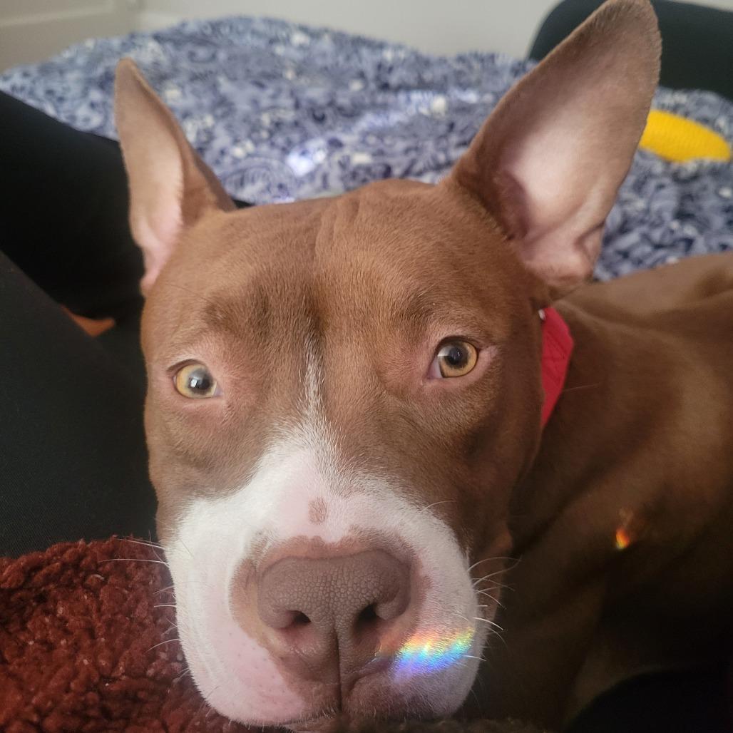 Enlarge Reese, a Adoptable Mixed Breed in Philadelphia, PA image 4/5