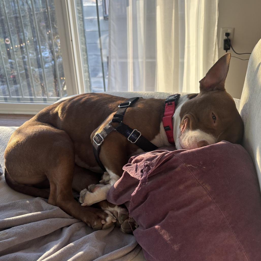 Enlarge Reese, a Adoptable Mixed Breed in Philadelphia, PA image 5/5