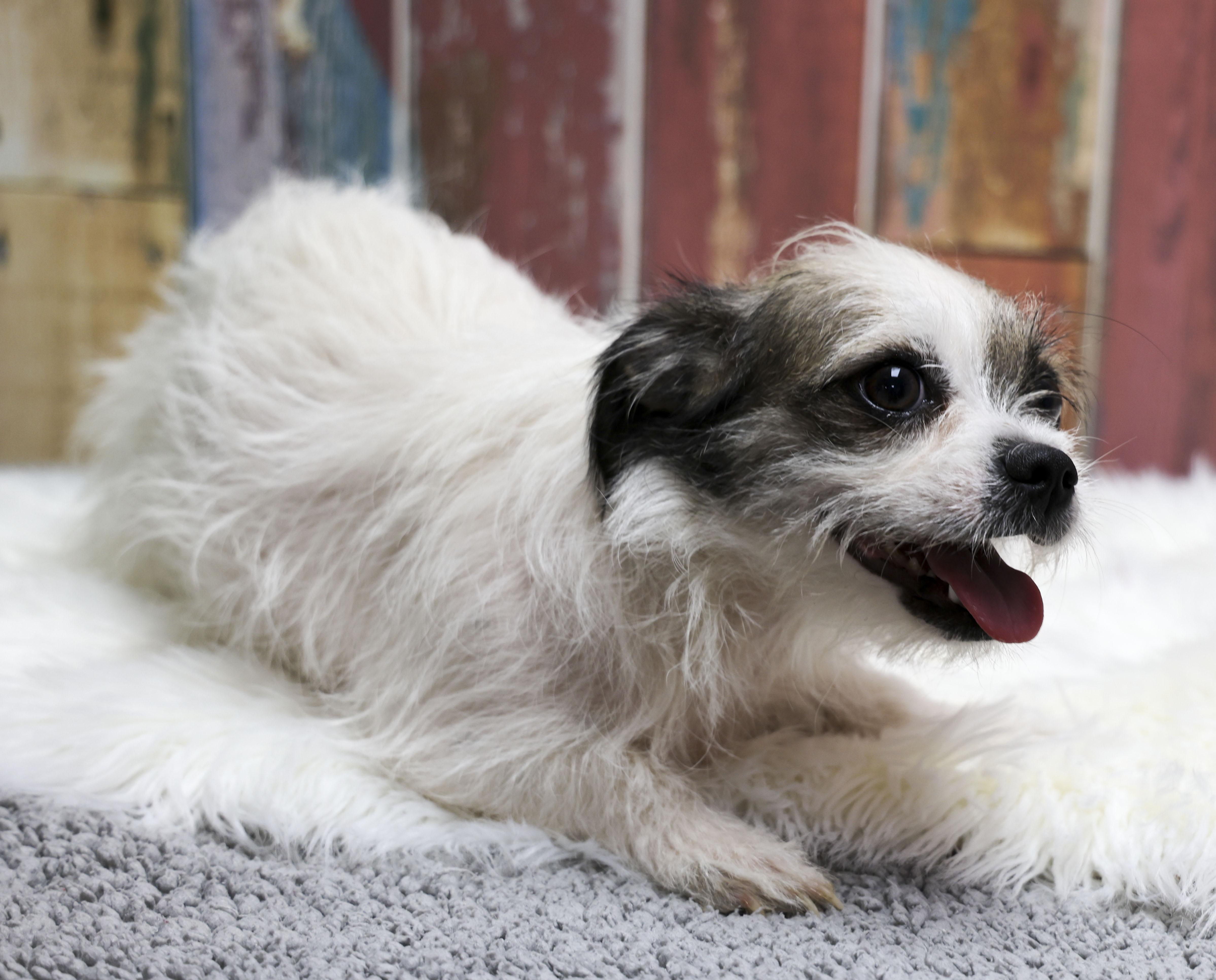 Enlarge Gracie, an adopted mixed breed in Casa Grande, AZ image 4/4