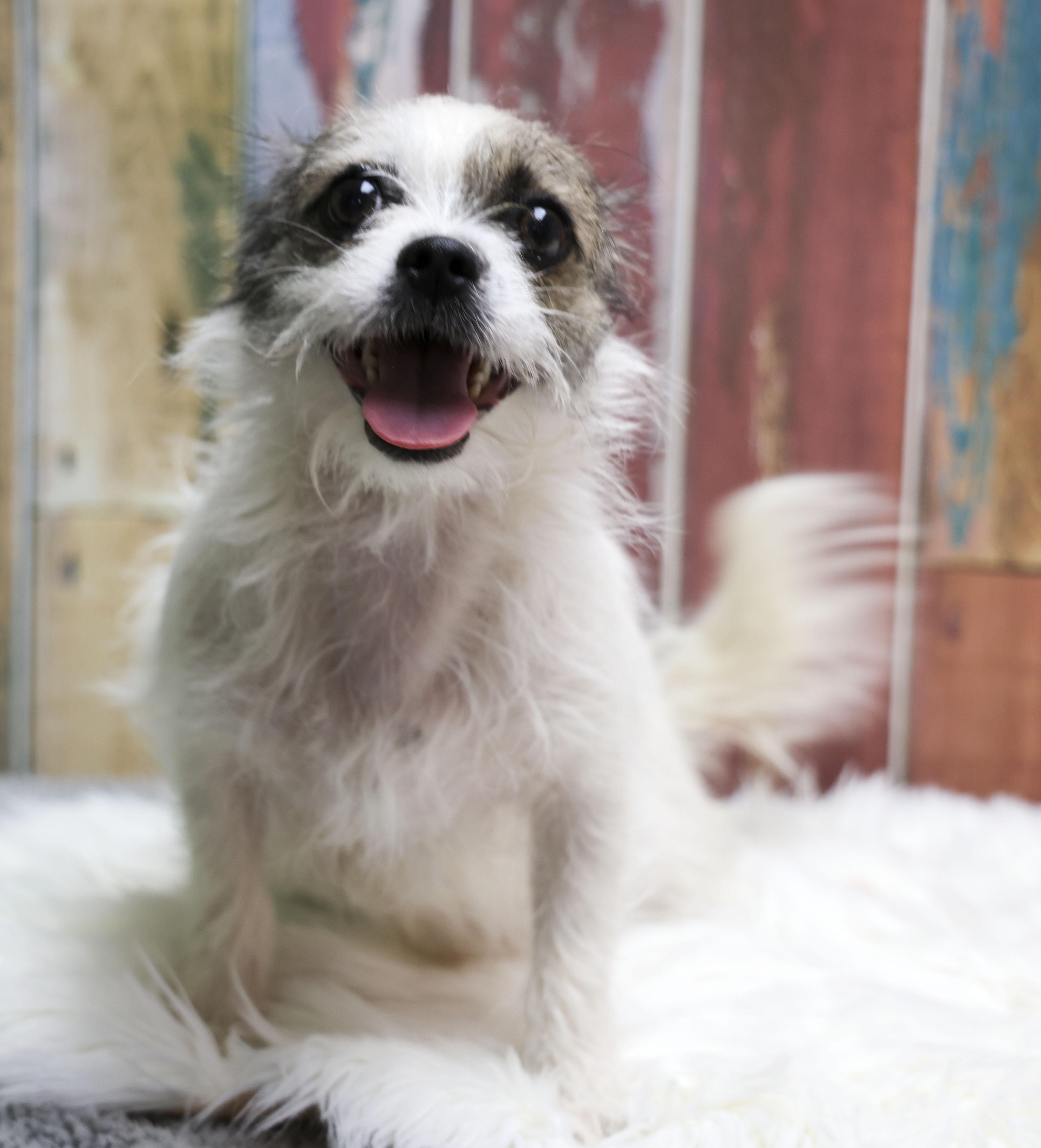 Enlarge Gracie, an adopted mixed breed in Casa Grande, AZ image 3/4
