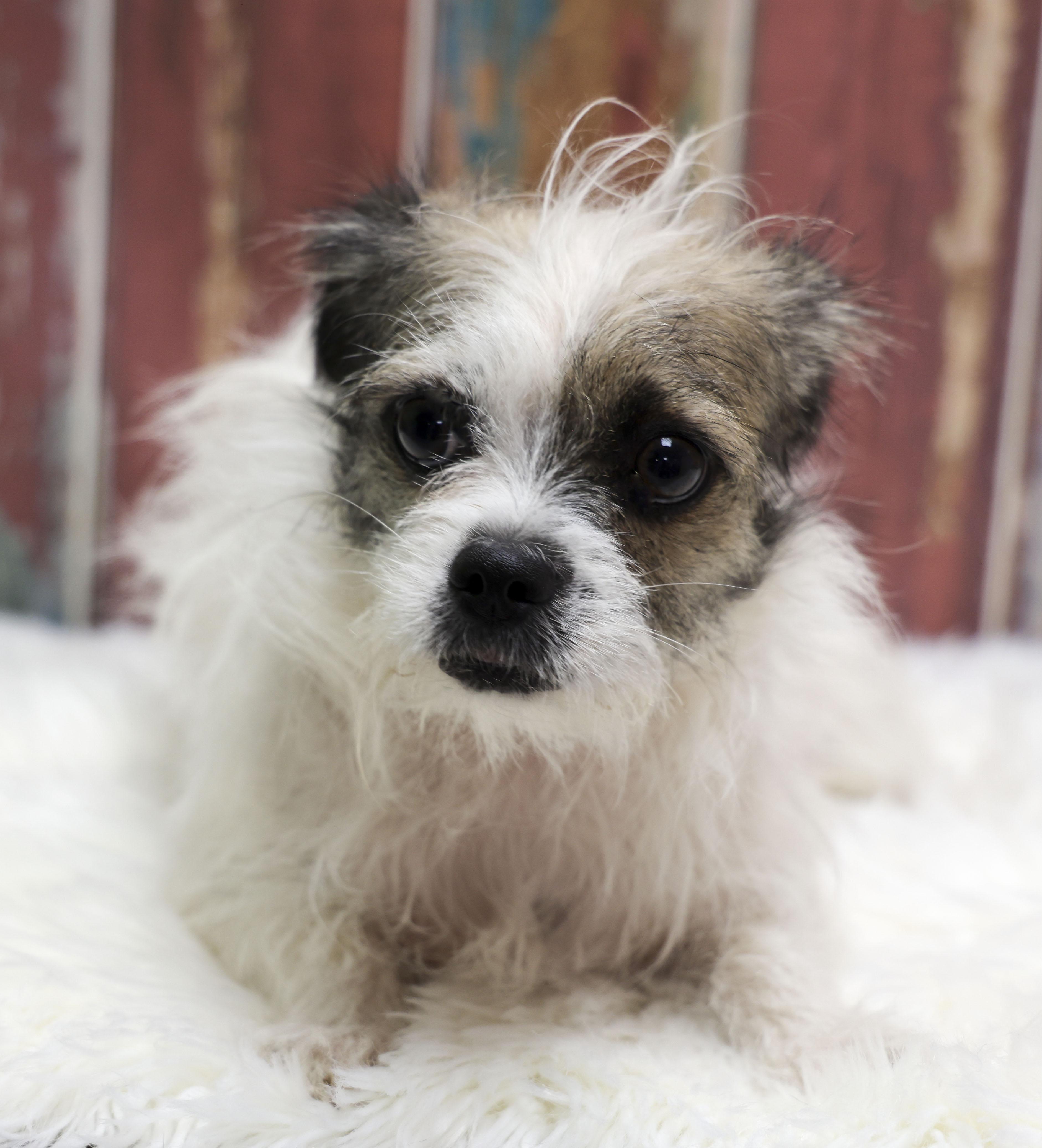 Enlarge Gracie, an adopted mixed breed in Casa Grande, AZ image 2/4