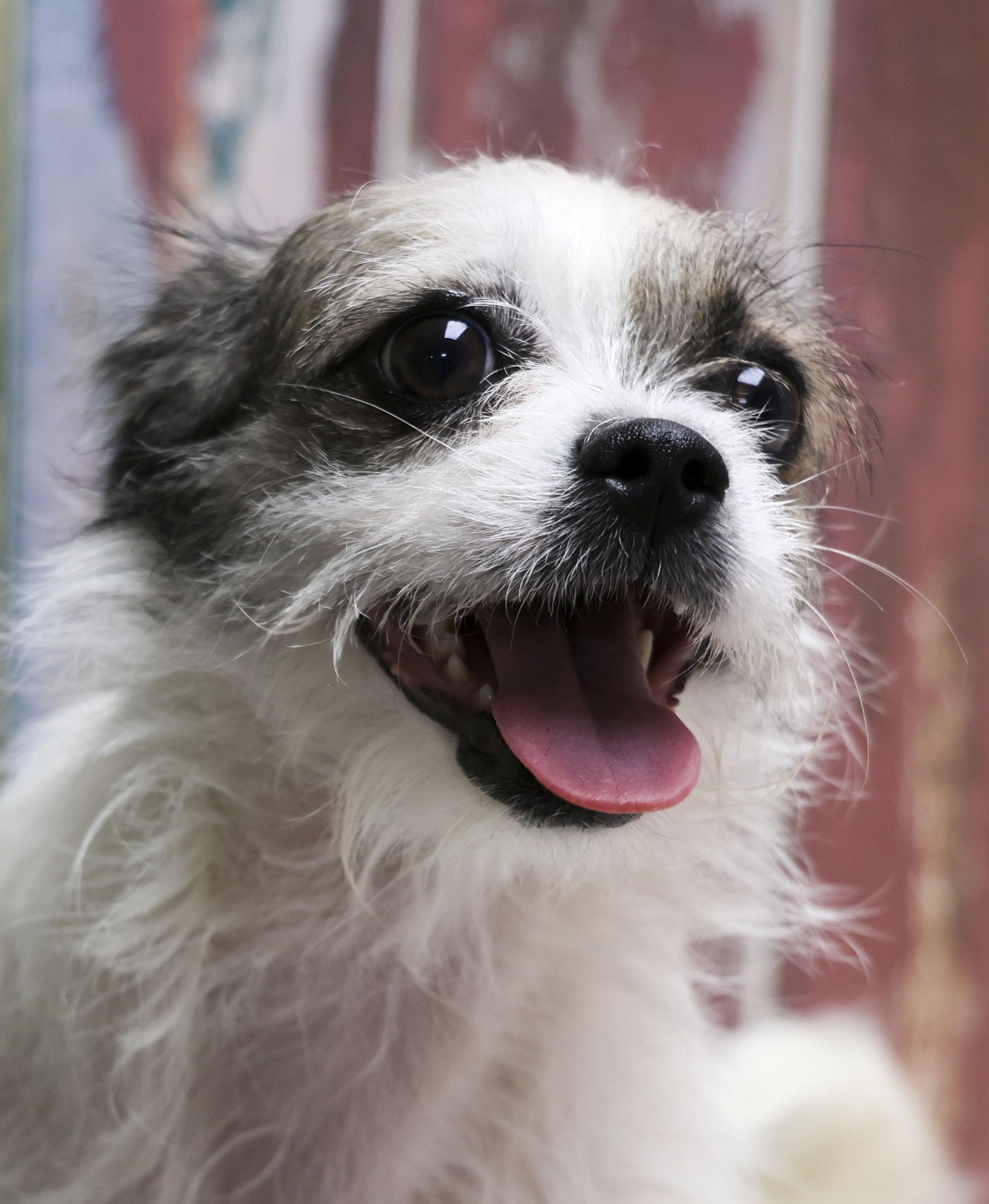 Gracie, adopted, Young Female Yorkshire Terrier & Pug.