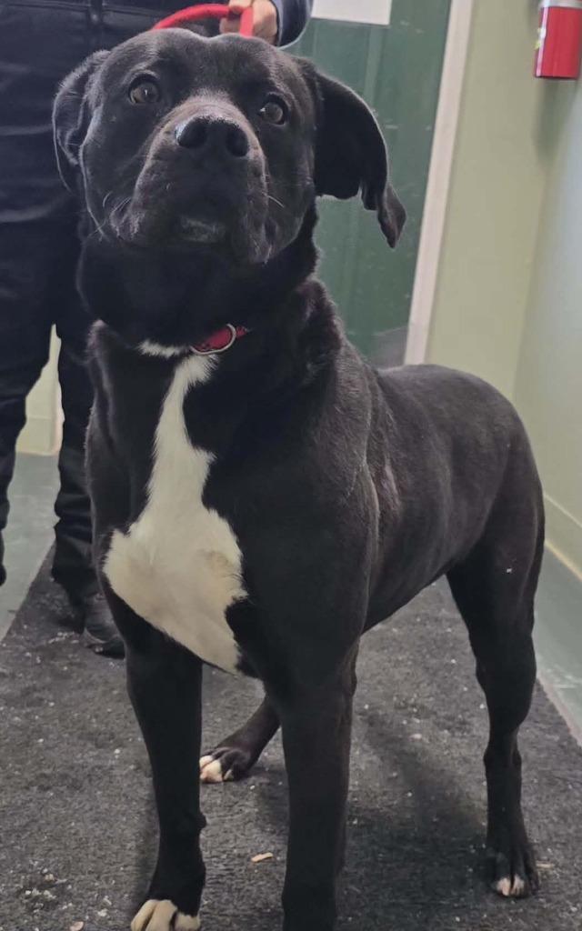 Enlarge Baxter, a Adoptable mixed breed in Hillsdale, IN image 1/1