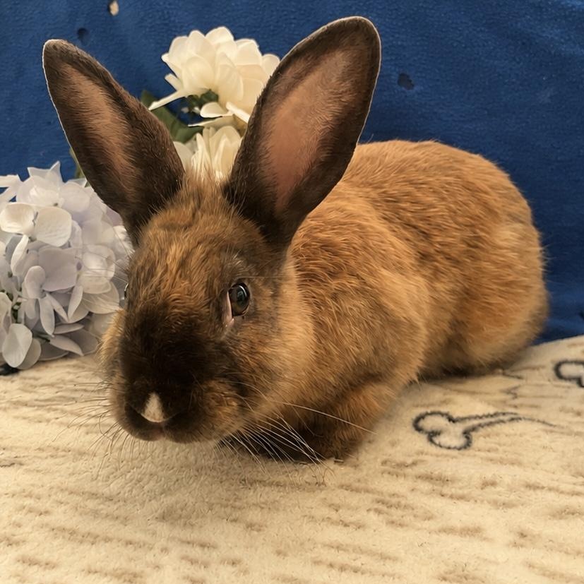 Enlarge Hans Solo, a ADOPTABLE American in Oakland, CA image 1/6