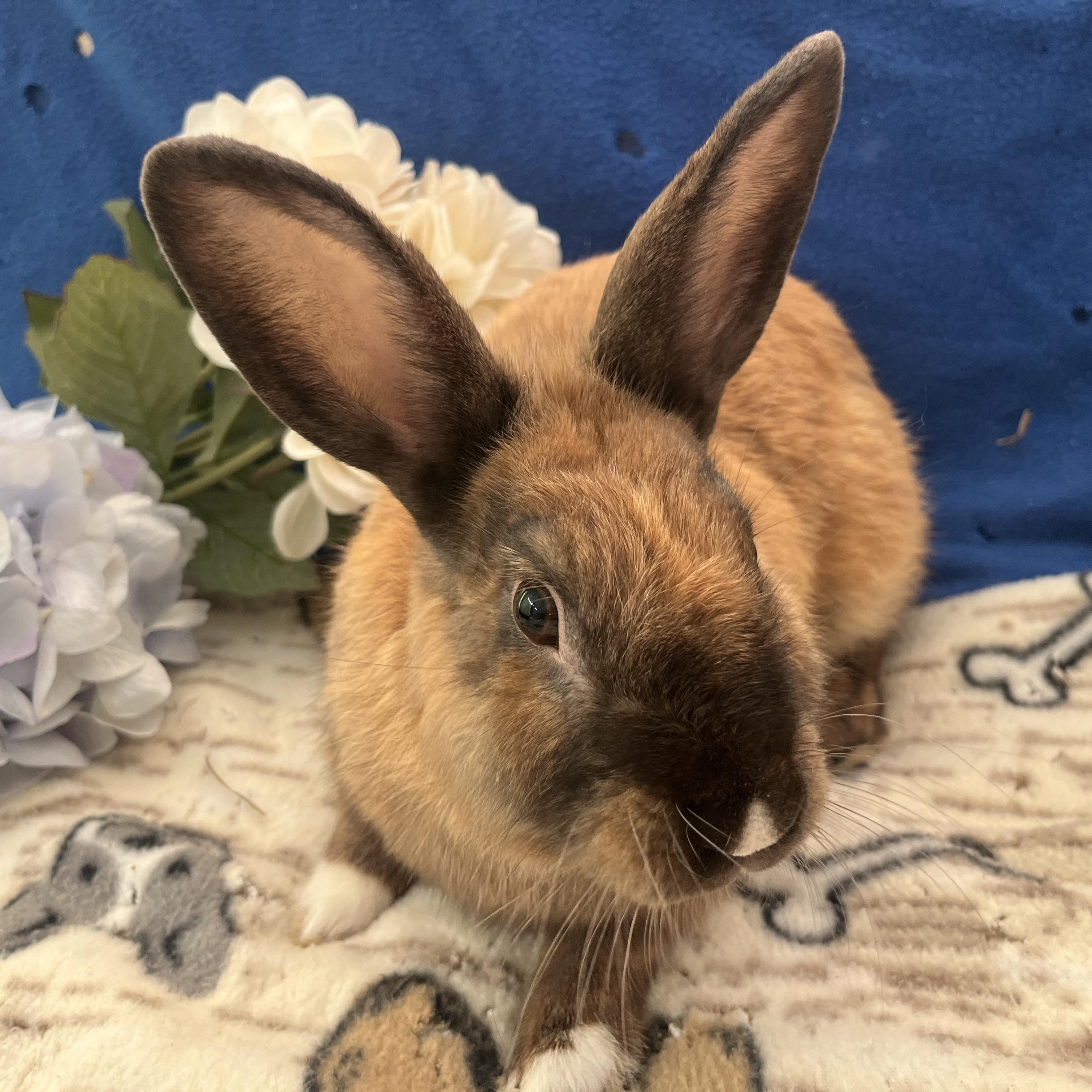 Enlarge Hans Solo, a ADOPTABLE American in Oakland, CA image 3/6