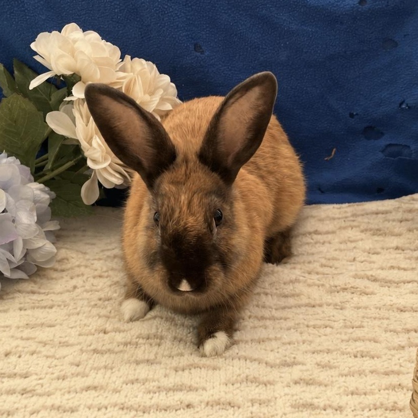 Enlarge Hans Solo, a ADOPTABLE American in Oakland, CA image 4/6