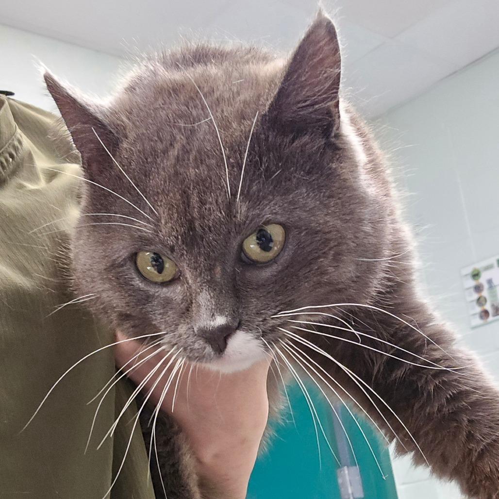Franz, Adoptable, Adult Male Domestic Short Hair.