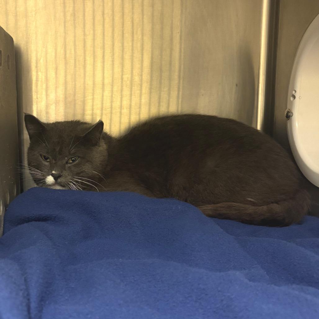 Enlarge Franz, a Adoptable Domestic Short Hair in Waukesha, WI image 2/2