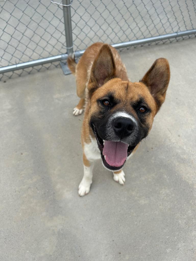 Brownie, Adoptable, Young Male Akita & Boxer.