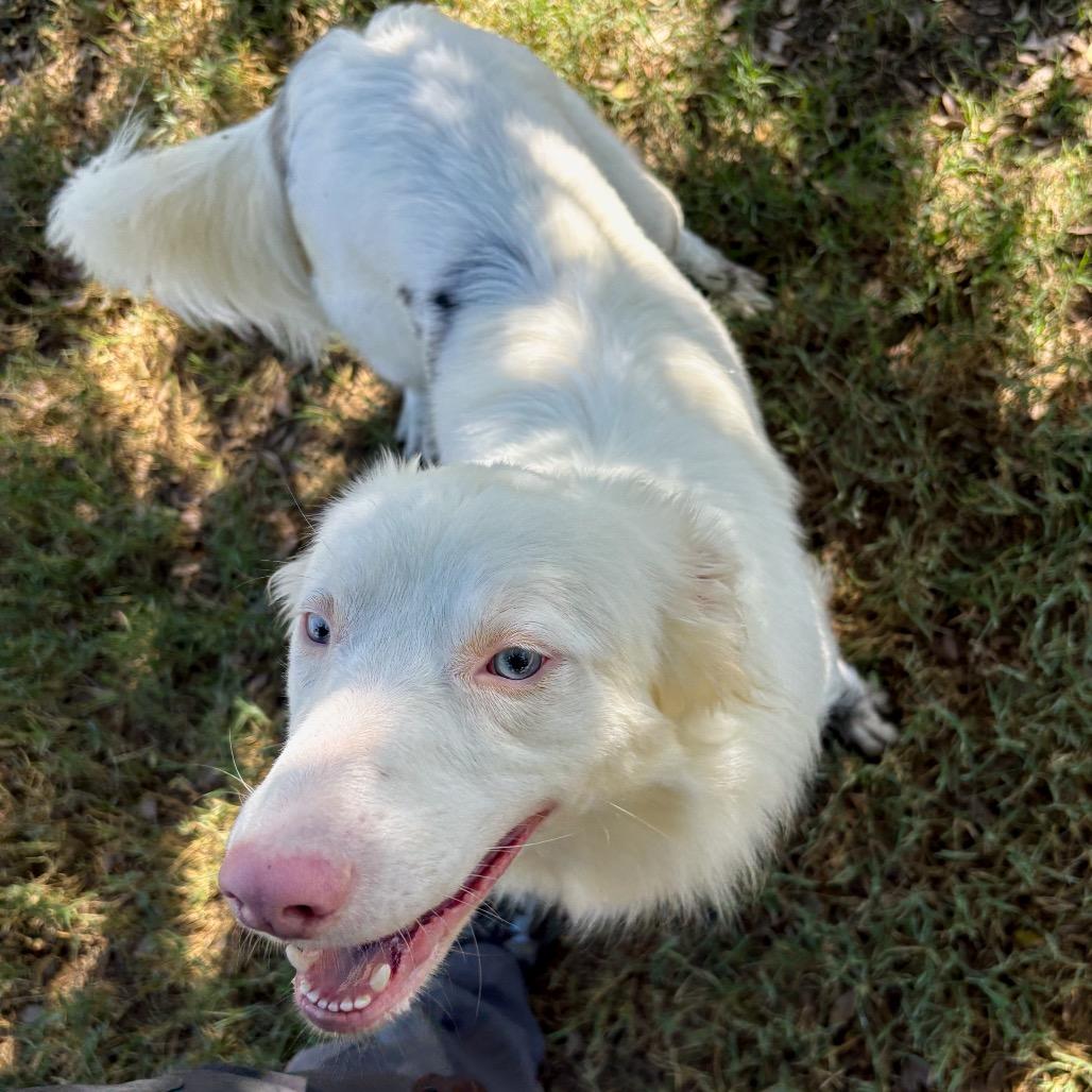 Cotton, Adoptable, Young Female Australian Shepherd & Border Collie.
