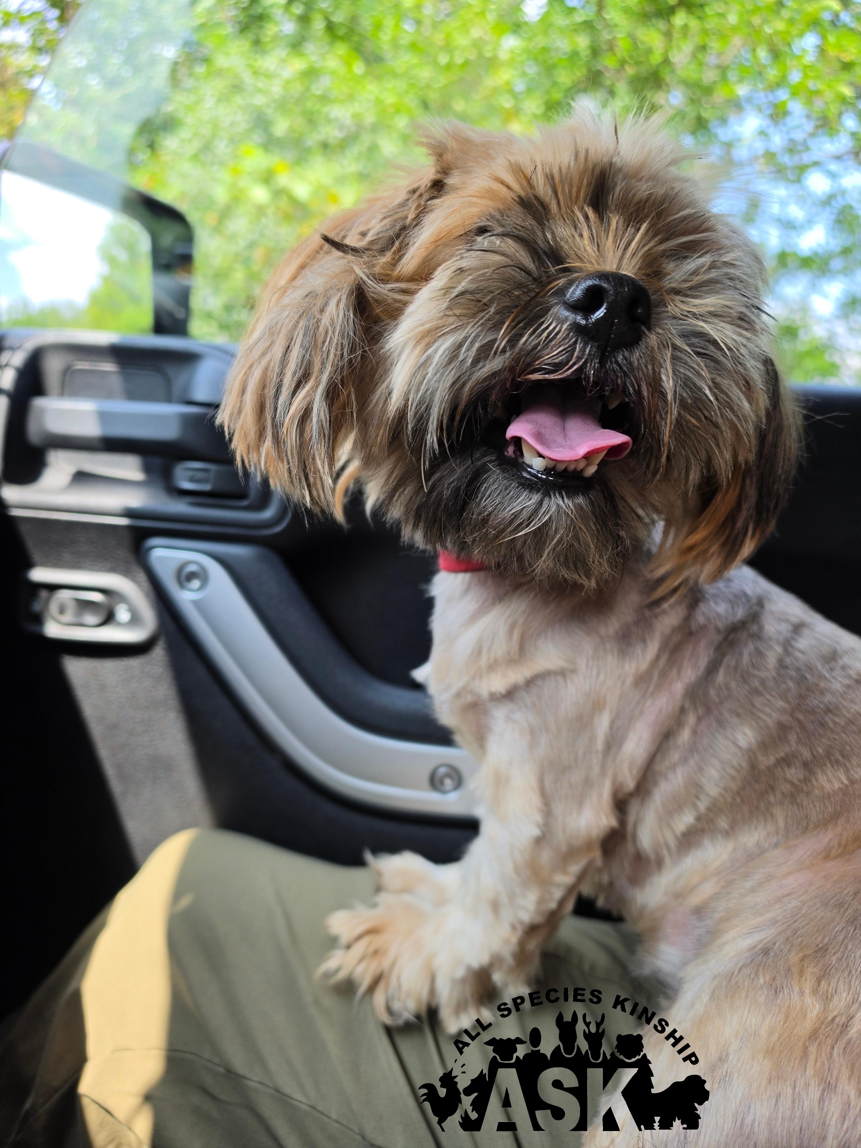 Bella, a ADOPTABLE Shih Tzu in Battle Creek, MI image 2/4