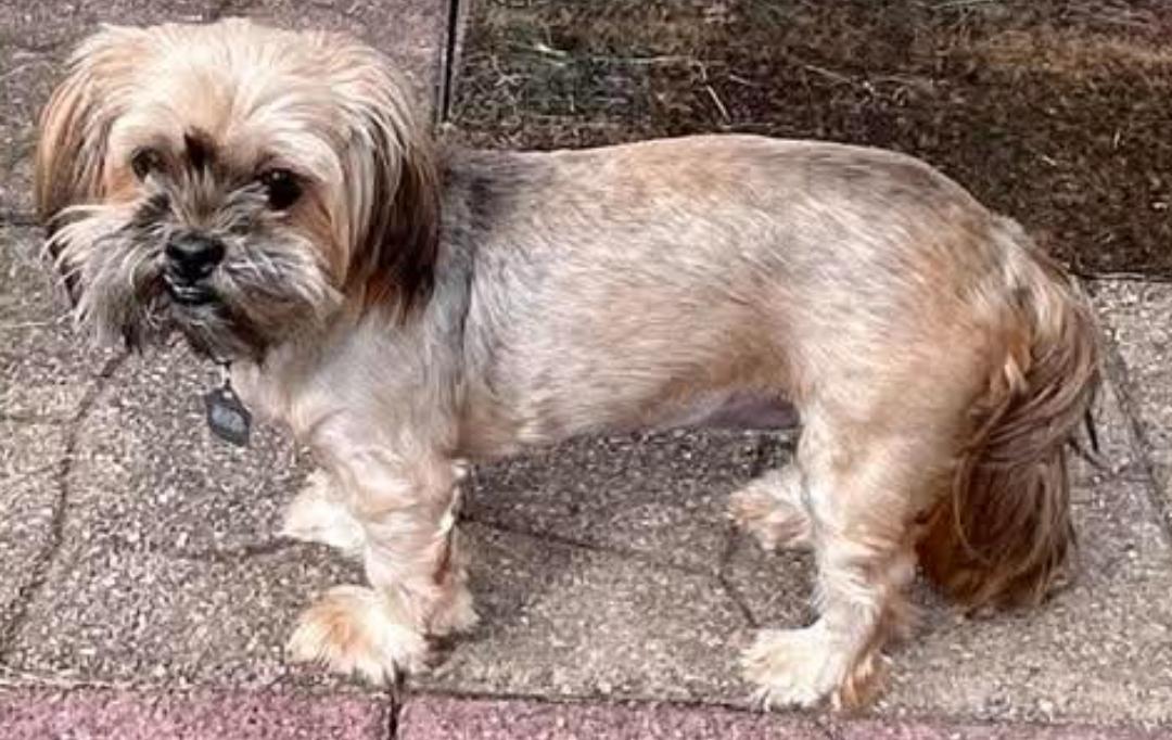 Enlarge Bella, a Adopted Shih Tzu in Battle Creek, MI image 2/5
