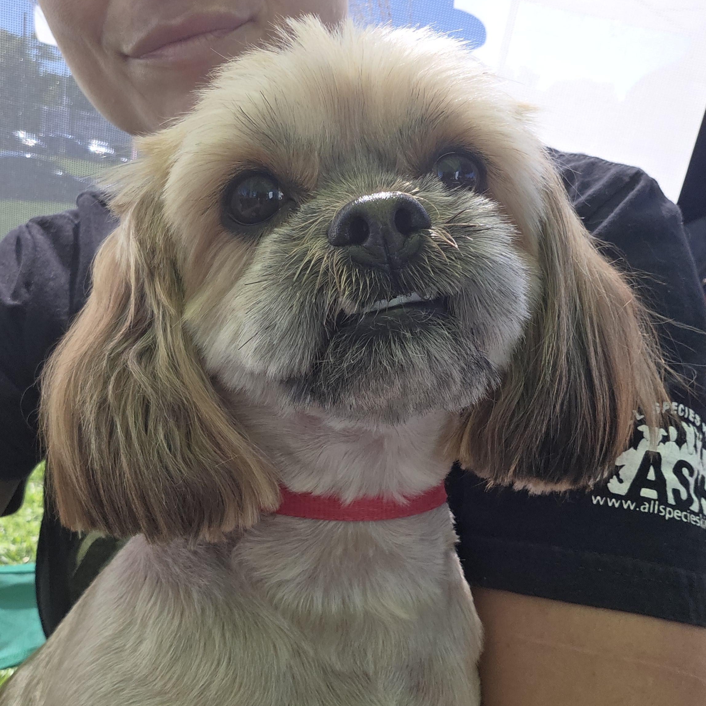 Enlarge Bella, a Adopted Shih Tzu in Battle Creek, MI image 5/5