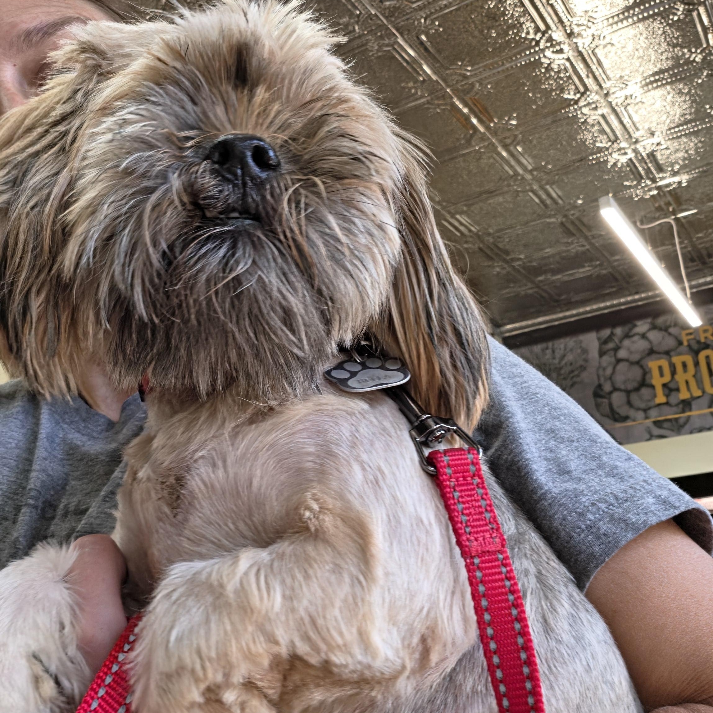 Bella, a ADOPTABLE Shih Tzu in Battle Creek, MI image 4/4
