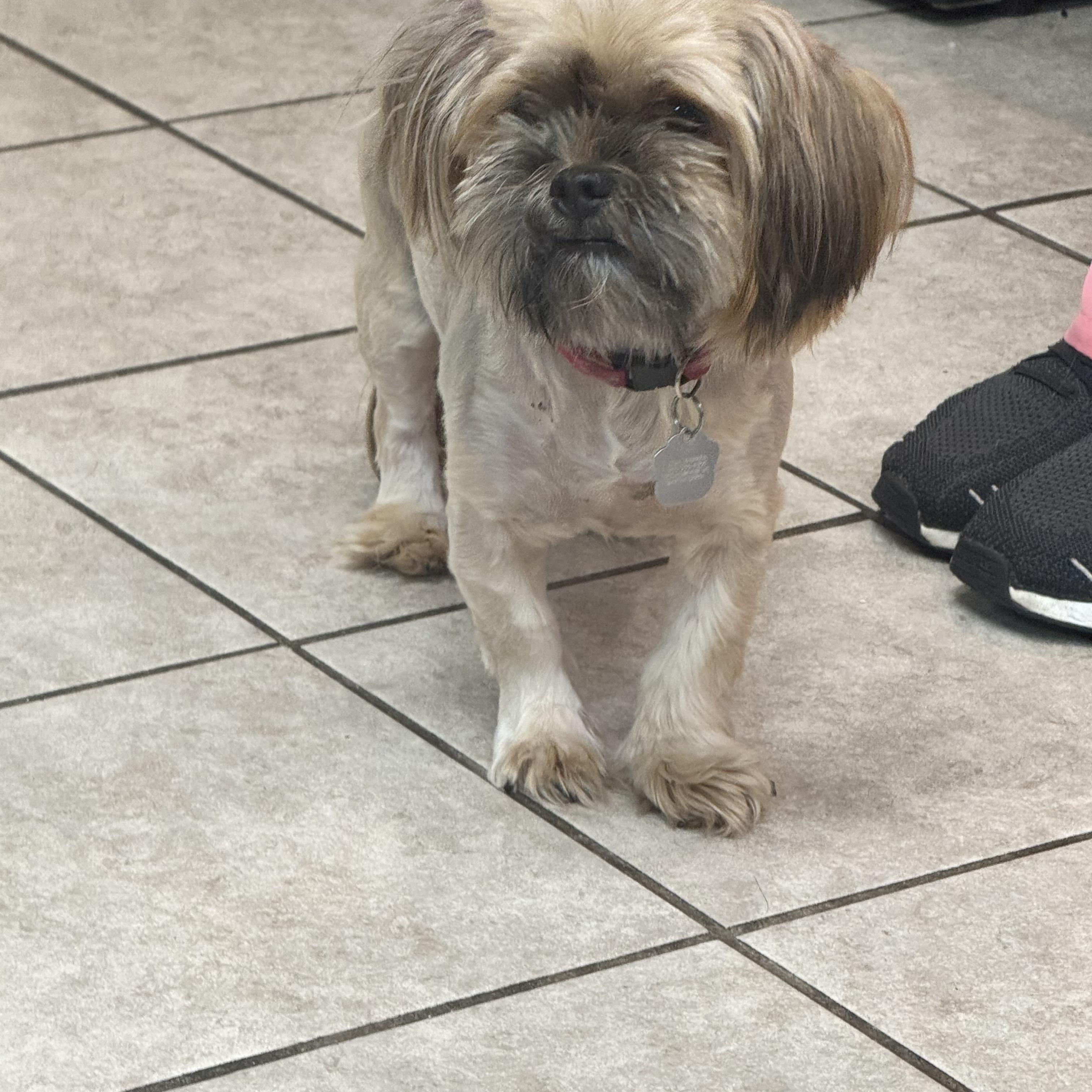 Bella, ADOPTABLE, Adult Female Shih Tzu.