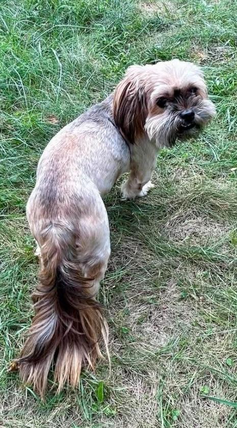 Enlarge Bella, a Adopted Shih Tzu in Battle Creek, MI image 4/5