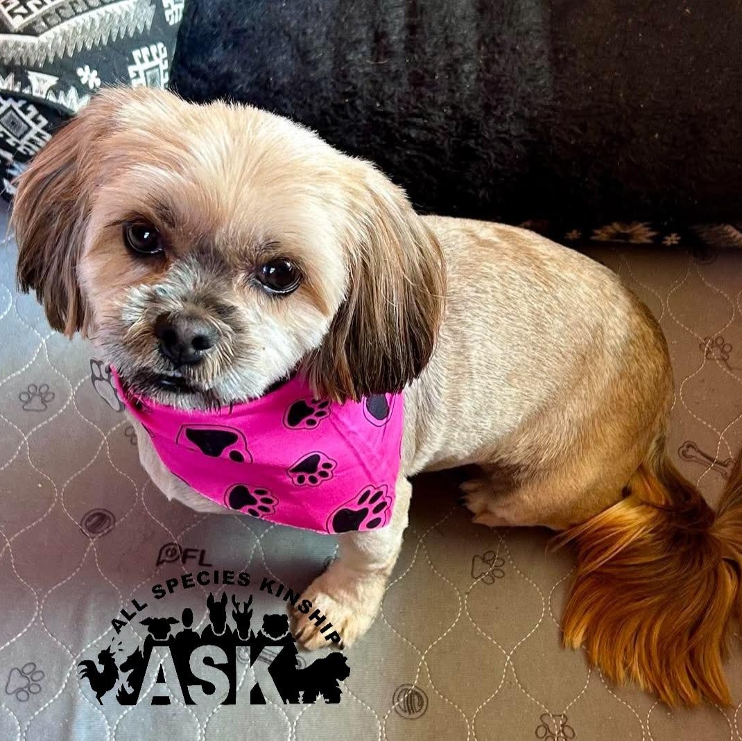Bella, Adopted, Adult Female Shih Tzu.