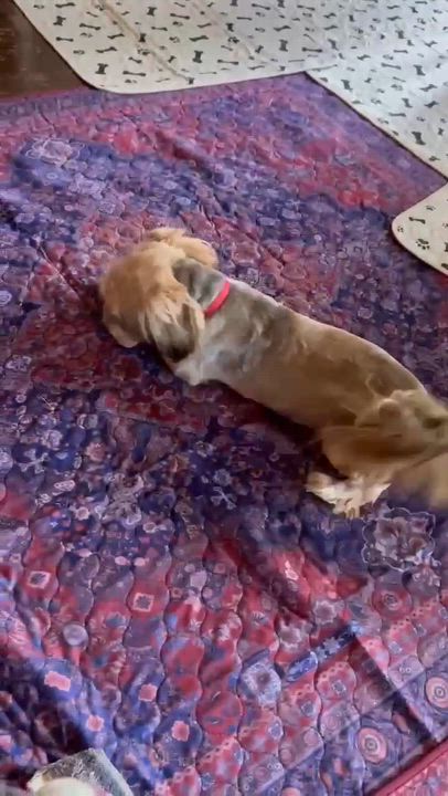 Enlarge Bella, a ADOPTABLE Shih Tzu in Battle Creek, MI video 3/4