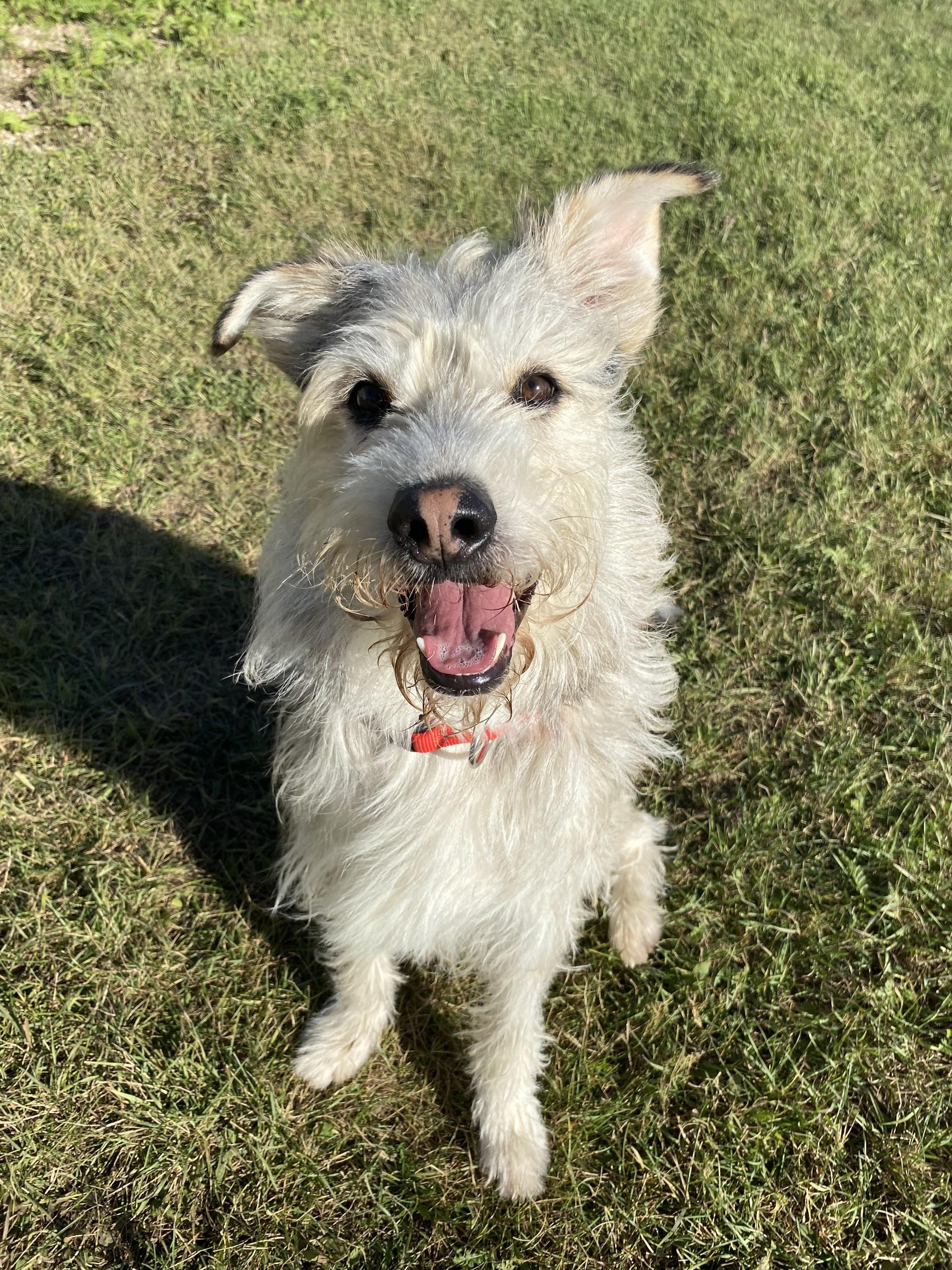 Enlarge Ringo, a Adoptable Wirehaired Terrier in Melfort, SK image 1/2