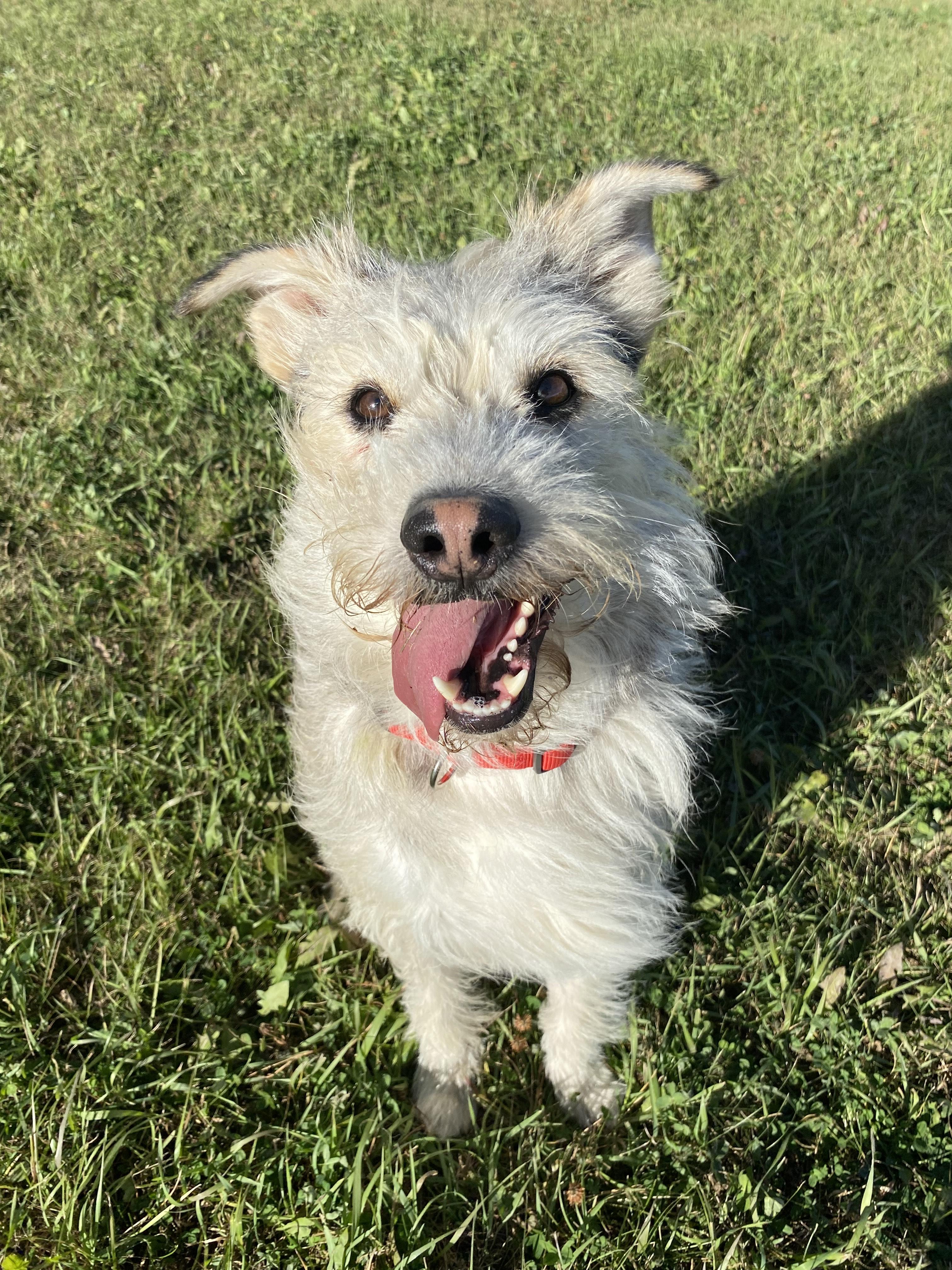 Enlarge Ringo, a Adoptable Wirehaired Terrier in Melfort, SK image 2/2